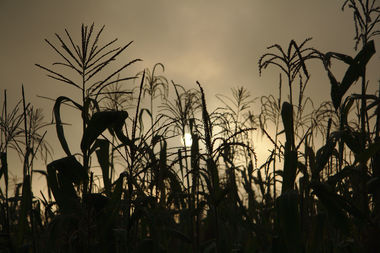 Corn Silhouette